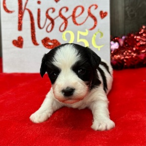 Havanese Puppy Louise