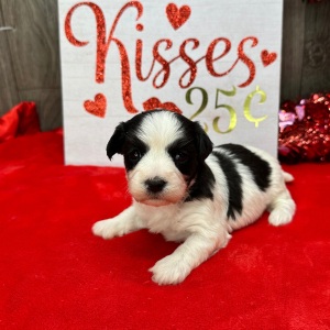 Havanese Puppy Louise