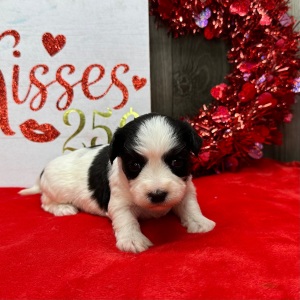 Havanese Puppy Louise
