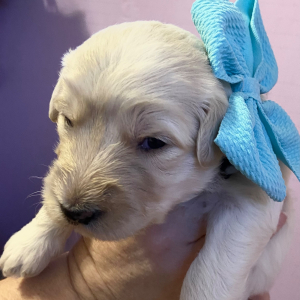 Goldendoodle Puppy Dolly Girl