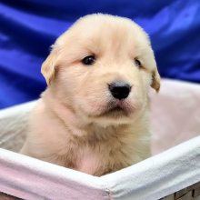 Golden Retriever Puppy Shelton