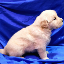 Golden Retriever Puppy Shelton