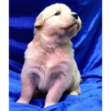 Golden Retriever Puppy Shelton