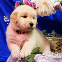 Golden Retriever Puppy Shelton