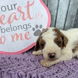 Labradoodle Puppy Lexi