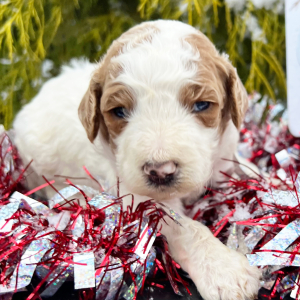 Labradoodle Puppy Lexi