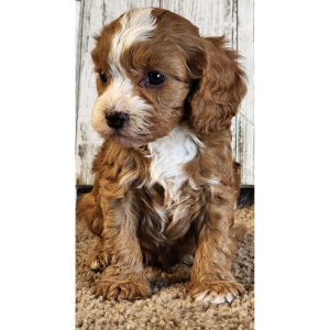 Cavapoo Puppy Grayson