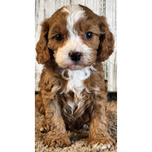 Cavapoo Puppy Grayson