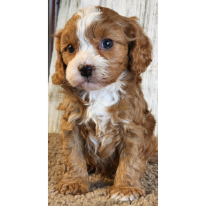 Cavapoo Puppy Grayson