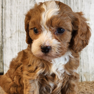 Cavapoo Puppy Grayson