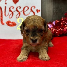 Havapoo Puppy Mojo