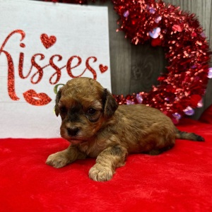 Havapoo Puppy Mojo