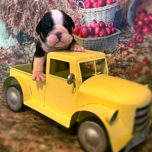 Bulldog Puppy Willie