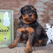 Aussiedoodle Puppy Cassie