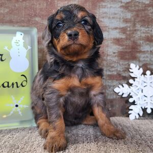 Aussiedoodle Puppy Cassie
