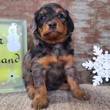 Aussiedoodle Puppy Cassie