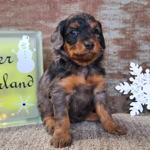 Aussiedoodle Puppy Cassie