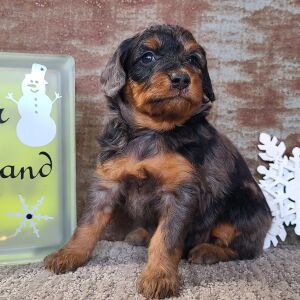 Aussiedoodle Puppy Cassie
