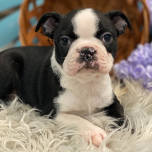 Boston Terrier Puppy Gunner