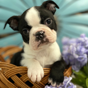 Boston Terrier Puppy Gunner