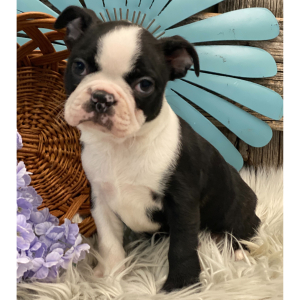 Boston Terrier Puppy Gunner