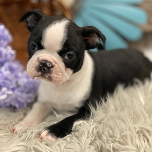 Boston Terrier Puppy Gunner