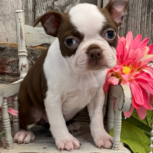 Boston Terrier Puppy Vivid