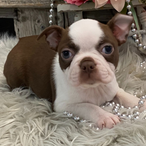 Boston Terrier Puppy Vivid