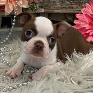 Boston Terrier Puppy Vivid