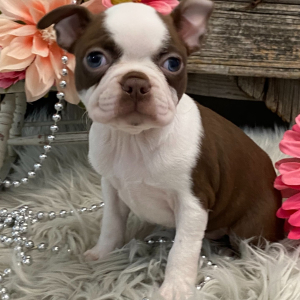 Boston Terrier Puppy Vivid