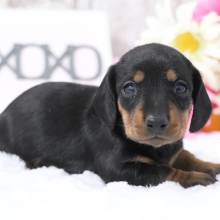 Dachshund Puppy Kennedy
