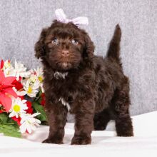 Portuguese Water Dog Puppy Mira