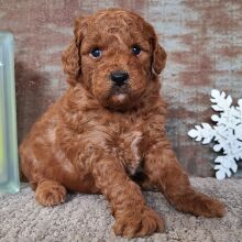 Goldendoodle Puppy Hoagie