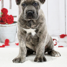 Cane Corso Puppy Otis