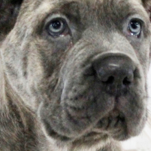 Cane Corso Puppy Otis