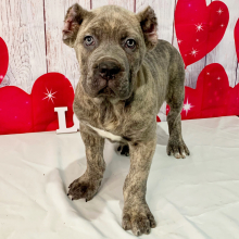 Cane Corso Puppy Otis