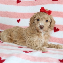 Aussiedoodle Puppy Buffy