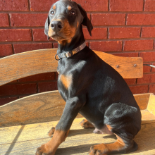 Doberman Pinscher Puppy Diesel