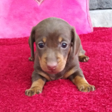Dachshund Puppy Colletta