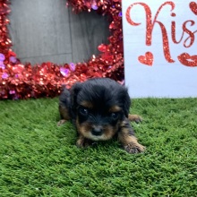 Cavalier King Charles Spaniel Puppy Quella