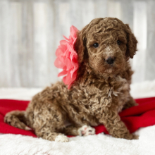 Goldendoodle Puppy Rose