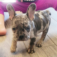 French Bulldog Puppy Marlin