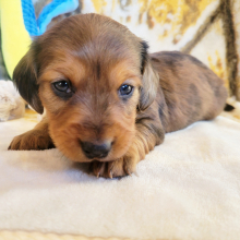 Dachshund Puppy Finagin