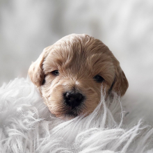 Goldendoodle Puppy Ollie