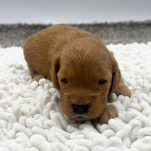 Goldendoodle Puppy Leroy