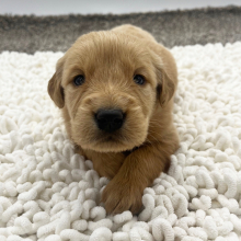 Golden Retriever Puppy Brooklyn