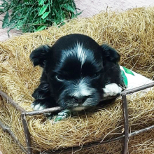 Morkie Puppy Cuddles