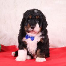 Bernedoodle Puppy Hawk