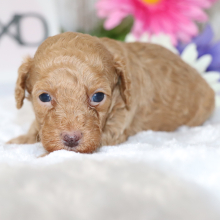 Poodle Puppy Buster