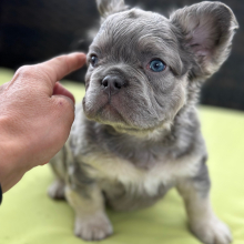 French Bulldog Puppy Fluffy Downy